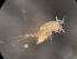  ( - 0840C.1)  @11 [ ] Creative Commons BY NC SA (2024) University of Bergen Natural History Collections