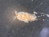  ( - 0843.1)  @11 [ ] Creative Commons BY NC SA (2029) University of Bergen Natural History Collections