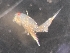  ( - 0852B.1)  @11 [ ] Creative Commons BY NC SA (2053) University of Bergen Natural History Collections