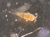  ( - 0854C.1)  @11 [ ] Creative Commons BY NC SA (2021) University of Bergen Natural History Collections