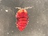  ( - 0956B.1)  @11 [ ] Creative Commons BY NC SA (2022) University of Bergen Natural History Collections