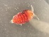  ( - 0956.1)  @11 [ ] Creative Commons BY NC SA (2022) University of Bergen Natural History Collections