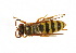  ( - CORBIDI AR-002000)  @11 [ ] Copyright (2010) CORBIDI Centro de Ornitologia y Biodiversidad