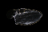  ( - HYPNO_035)  @11 [ ] CreativeCommons - Attribution Non-Commercial Share-Alike (2015) Aino Hosia University Museum of Bergen, Natural History Collections