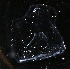  ( - HYPNO_036)  @11 [ ] CreativeCommons - Attribution Non-Commercial Share-Alike (2015) Aino Hosia University Museum of Bergen, Natural History Collections