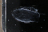  ( - HYPNO_130)  @11 [ ] CreativeCommons - Attribution Non-Commercial Share-Alike (2015) Aino Hosia University Museum of Bergen, Natural History Collections
