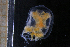  ( - HYPNO_202)  @11 [ ] CreativeCommons - Attribution Non-Commercial Share-Alike (2016) Aino Hosia University Museum of Bergen, Natural History Collections