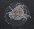  ( - HYPNO_266)  @11 [ ] CreativeCommons - Attribution Non-Commercial Share-Alike (2016) Aino Hosia University Museum of Bergen, Natural History Collections