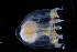  ( - HYPNO_273)  @11 [ ] CreativeCommons - Attribution Non-Commercial Share-Alike (2016) Aino Hosia University Museum of Bergen, Natural History Collections