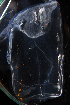  ( - HYPNO_439)  @11 [ ] CreativeCommons - Attribution Non-Commercial Share-Alike (2016) Aino Hosia University Museum of Bergen, Natural History Collections