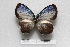  ( - CJM-15-2373)  @13 [ ] Copyright (2015) Chris Muller Australian Museum
