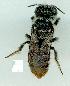  (Megachile turneri - gvc12162-1L)  @13 [ ] Copyright (2004) Unspecified Unspecified