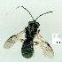  (Chelonus trojanus - gvc13801-1L)  @12 [ ] Copyright (2004) Unspecified Unspecified