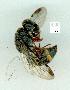  ( - gvc14122-1L)  @13 [ ] Copyright (2004) Unspecified Research Collection of Graeme Cocks