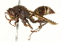  (Polistes stigma - gvc17058-1L)  @14 [ ] CreativeCommons - Attribution (2012) CBG Photography Group Centre for Biodiversity Genomics