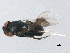  ( - gvc17242-1L)  @11 [ ] CreativeCommons - Attribution (2012) CBG Photography Group Centre for Biodiversity Genomics