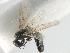  ( - gvc17895-1L)  @13 [ ] CreativeCommons - Attribution (2012) CBG Photography Group Centre for Biodiversity Genomics