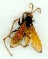  (Cryptocheilus bicolor - gvc17989-1L)  @13 [ ] CreativeCommons - Attribution Non-Commercial (2012) Graeme V. Cocks Unspecified