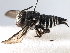  (Coelioxys albolineata - gvc17991-1L)  @15 [ ] CreativeCommons - Attribution (2012) CBG Photography Group Centre for Biodiversity Genomics