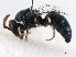  (Hylaeus albonitens - gvc18047-1L)  @15 [ ] CreativeCommons - Attribution (2012) CBG Photography Group Centre for Biodiversity Genomics