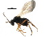  ( - CCDB-28544-F01)  @11 [ ] CreativeCommons - Attribution (2015) CBG Photography Group Centre for Biodiversity Genomics