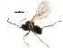 ( - CCDB-28544-F03)  @11 [ ] CreativeCommons - Attribution (2015) CBG Photography Group Centre for Biodiversity Genomics