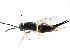  ( - CCDB-28544-G11)  @11 [ ] CreativeCommons - Attribution (2015) CBG Photography Group Centre for Biodiversity Genomics