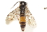  ( - CCDB-28544-F12)  @11 [ ] CreativeCommons - Attribution (2015) CBG Photography Group Centre for Biodiversity Genomics