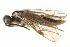  ( - CCDB-28544-H03)  @11 [ ] CreativeCommons - Attribution (2015) CBG Photography Group Centre for Biodiversity Genomics
