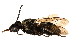  ( - CCDB-28545-A05)  @13 [ ] CreativeCommons - Attribution (2015) CBG Photography Group Centre for Biodiversity Genomics
