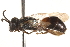  ( - CCDB-28545-A11)  @11 [ ] CreativeCommons - Attribution (2015) CBG Photography Group Centre for Biodiversity Genomics