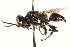  ( - CCDB-28545-B01)  @11 [ ] CreativeCommons - Attribution (2015) CBG Photography Group Centre for Biodiversity Genomics