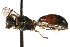  (Mimesa - CCDB-28545-C12)  @15 [ ] CreativeCommons - Attribution (2015) CBG Photography Group Centre for Biodiversity Genomics