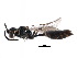  (Mimumesa longicornis - CCDB-28545-D03)  @14 [ ] CreativeCommons - Attribution (2015) CBG Photography Group Centre for Biodiversity Genomics