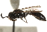  ( - CCDB-28545-D05)  @11 [ ] CreativeCommons - Attribution (2015) CBG Photography Group Centre for Biodiversity Genomics