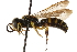  ( - CCDB-28545-D10)  @11 [ ] CreativeCommons - Attribution (2015) CBG Photography Group Centre for Biodiversity Genomics