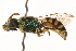  ( - CCDB-28545-E05)  @11 [ ] CreativeCommons - Attribution (2015) CBG Photography Group Centre for Biodiversity Genomics