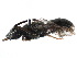  (Lasioglossum perspicuum - CCDB-28545-E12)  @11 [ ] CreativeCommons - Attribution (2015) CBG Photography Group Centre for Biodiversity Genomics