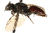  ( - CCDB-28545-F07)  @11 [ ] CreativeCommons - Attribution (2015) CBG Photography Group Centre for Biodiversity Genomics