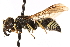  ( - CCDB-28545-G07)  @13 [ ] CreativeCommons - Attribution (2015) CBG Photography Group Centre for Biodiversity Genomics