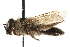  ( - CCDB-28545-H03)  @11 [ ] CreativeCommons - Attribution (2015) CBG Photography Group Centre for Biodiversity Genomics