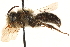  ( - CCDB-28545-H08)  @11 [ ] CreativeCommons - Attribution (2015) CBG Photography Group Centre for Biodiversity Genomics