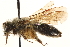  ( - CCDB-28545-H09)  @11 [ ] CreativeCommons - Attribution (2015) CBG Photography Group Centre for Biodiversity Genomics