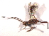  ( - BIOUG02322-G10)  @12 [ ] CreativeCommons - Attribution (2013) CBG Photography Group Centre for Biodiversity Genomics