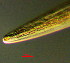  (Enoplea - OUCDZ10C)  @11 [ ] CreativeCommons - Attribution Non-Commercial Share-Alike (2016) Hong Zhou Ocean University of China