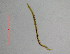  (Vasostoma sp. DH5-2 - OUCDZ40G)  @11 [ ] CreativeCommons - Attribution Non-Commercial Share-Alike (2016) Hong Zhou Ocean University of China