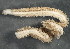  ( - BIOUG06397-C06)  @11 [ ] CreativeCommons - Attribution Non-Commercial Share-Alike (2013) Hong Zhou Ocean University of China