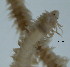  (Phyllodoce papillosa - BIOUG06397-E10)  @13 [ ] CreativeCommons - Attribution Non-Commercial Share-Alike (2013) Hong Zhou Ocean University of China