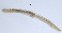  (Polyophthalmus - BIOUG06397-F09)  @13 [ ] CreativeCommons - Attribution Non-Commercial Share-Alike (2013) Hong Zhou Ocean University of China