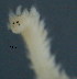  ( - BIOUG06646-A12)  @11 [ ] CreativeCommons - Attribution Non-Commercial Share-Alike (2013) Hong Zhou Ocean University of China